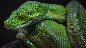 Green python, Macro pattern, Reptile , U TV wallpaper