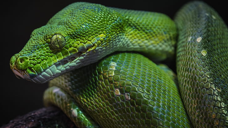 Green python, Macro pattern, Reptile , U TV wallpaper