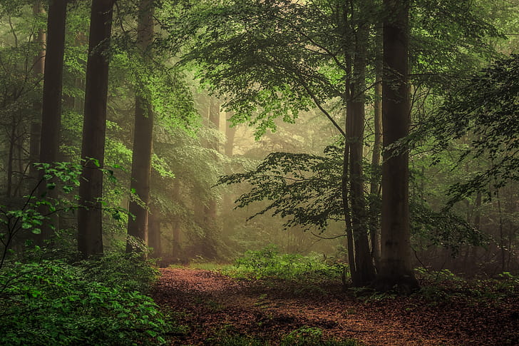 Tree, Nature, Path,  , Forest wallpaper
