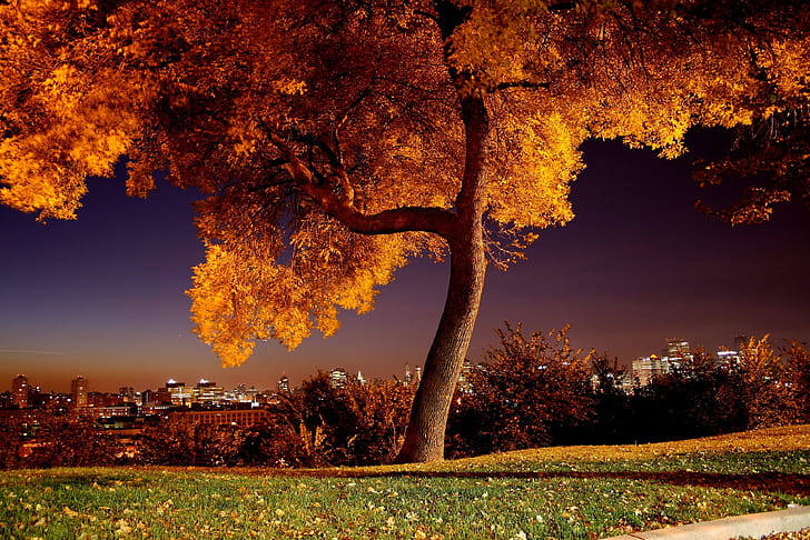 Manhattan, Maple Tree wallpaper