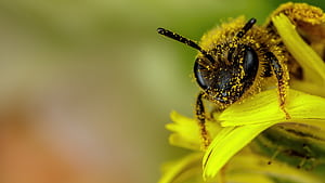 Pollen, Bees wallpaper