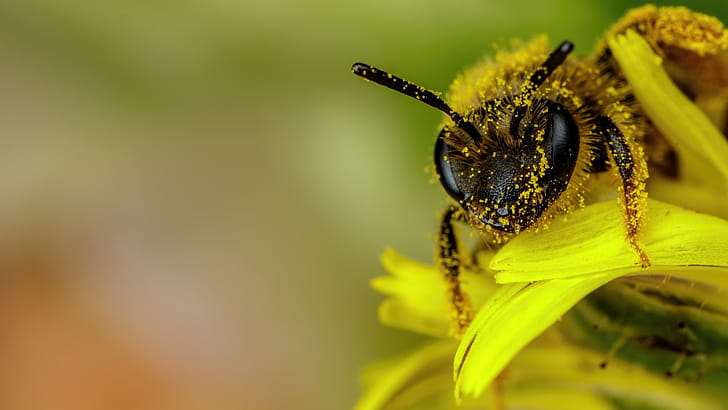 Pollen, Bees wallpaper