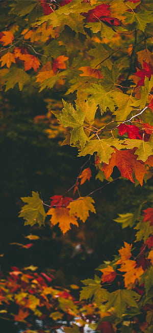 Maple tree, Close-up , Stunning , iPhone background phone wallpaper