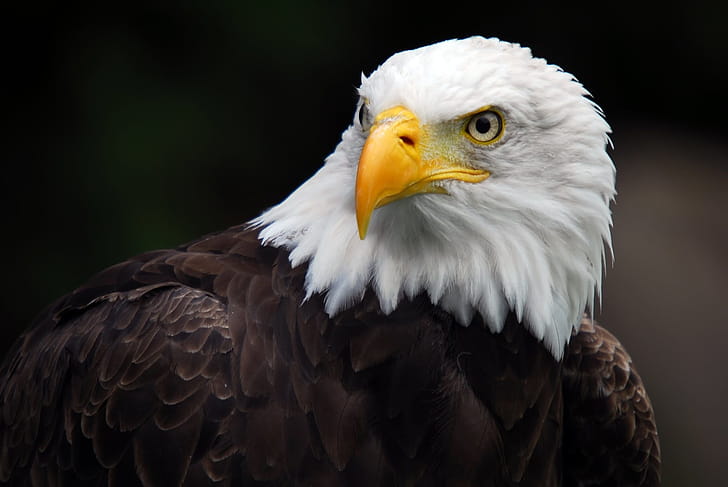 Bald, Eagle, Background, wallpaper