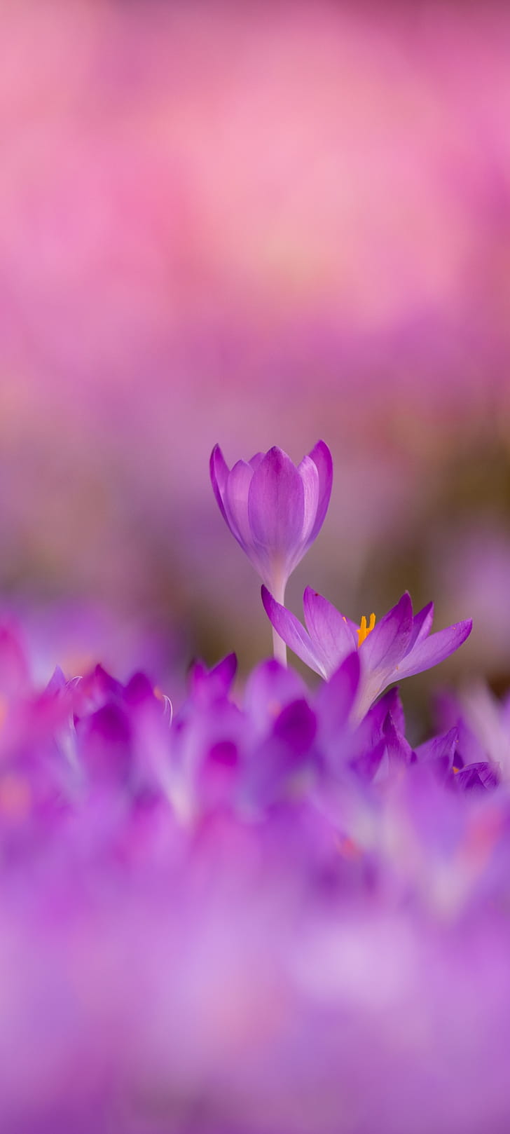 nature phone wallpaper