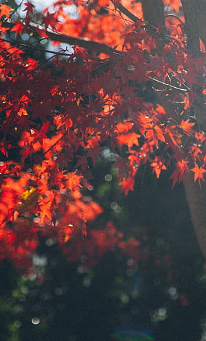 Maple tree leafs, iPhone background, Stunning ,  resolution phone wallpaper