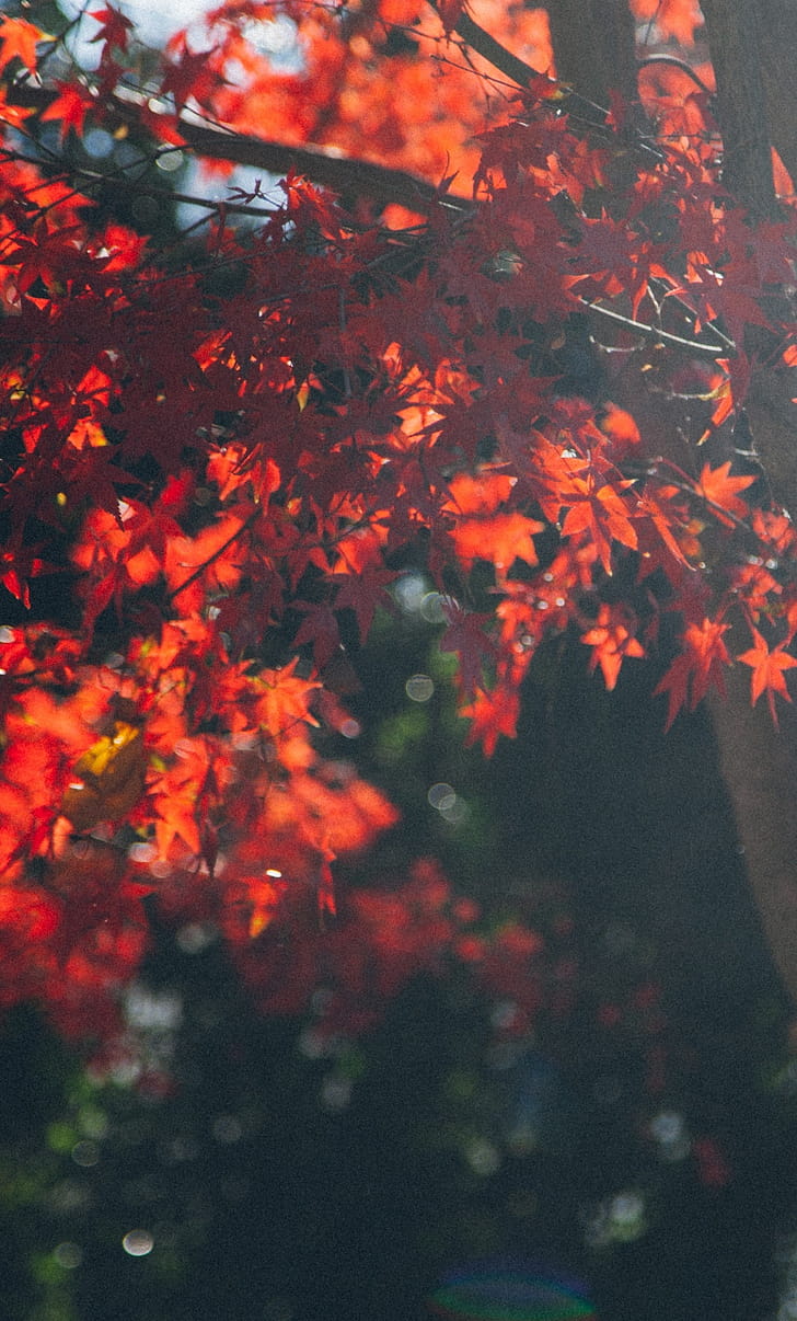 Maple tree leafs, iPhone background, Stunning ,  resolution phone wallpaper