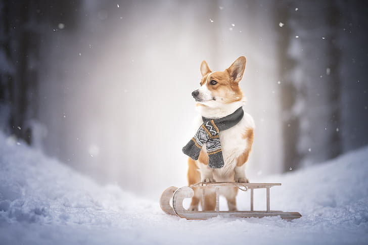 Sled, Corgis wallpaper