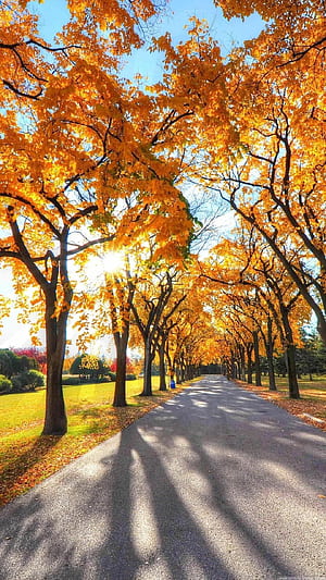Fall , iPhone, , Laptop phone wallpaper