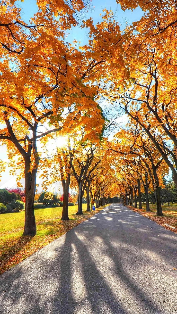 Fall , iPhone, , Laptop phone wallpaper