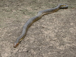 Anaconda, Size, Eunectes murinus wallpaper