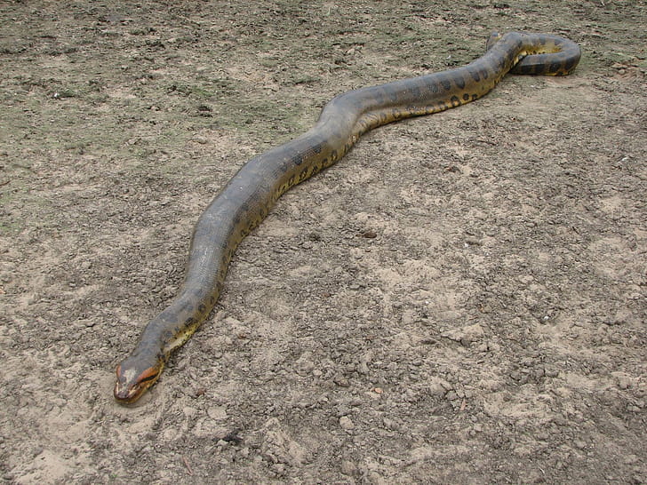 Anaconda, Size, Eunectes murinus wallpaper