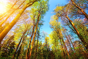 Trees Forest , forest, trees wallpaper