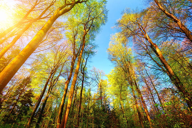 Trees Forest , forest, trees wallpaper