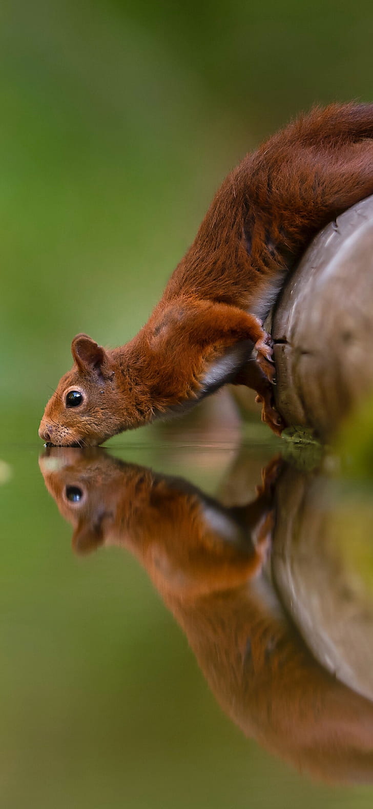 Water drinking squirrel, Reflections phone wallpaper