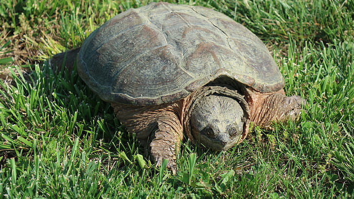 Snapping Turtle, Animal, turtle wallpaper