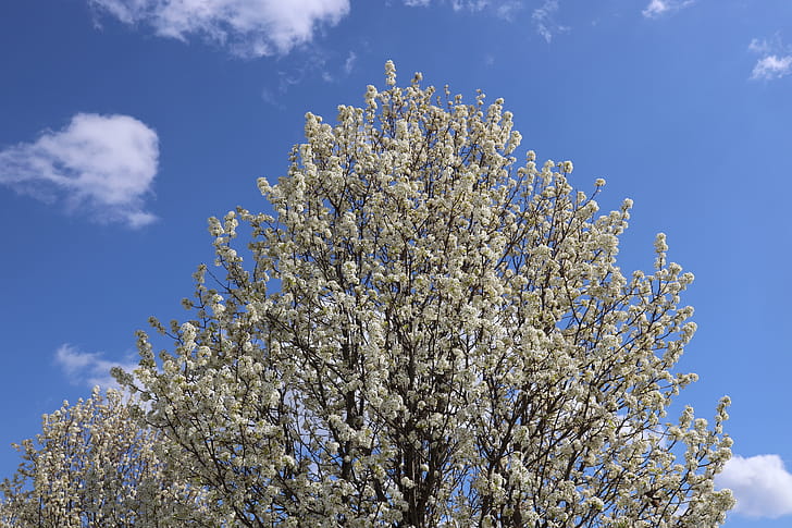 Spring Bloom, spring, nature, tree wallpaper