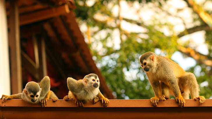 monkey , Background , 50 monkey wallpaper