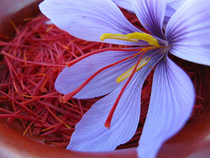 Saffron, Top  backgrounds wallpaper