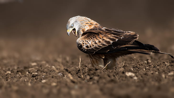 Eagle Swallow A Worm , eagle, birds wallpaper