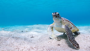 turtle , Background , Sea turtle wallpaper