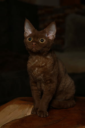 Chocolate, Devon Rex phone wallpaper
