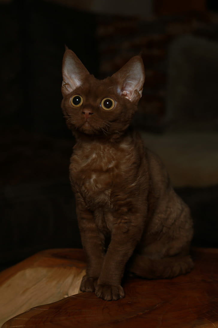 Chocolate, Devon Rex phone wallpaper