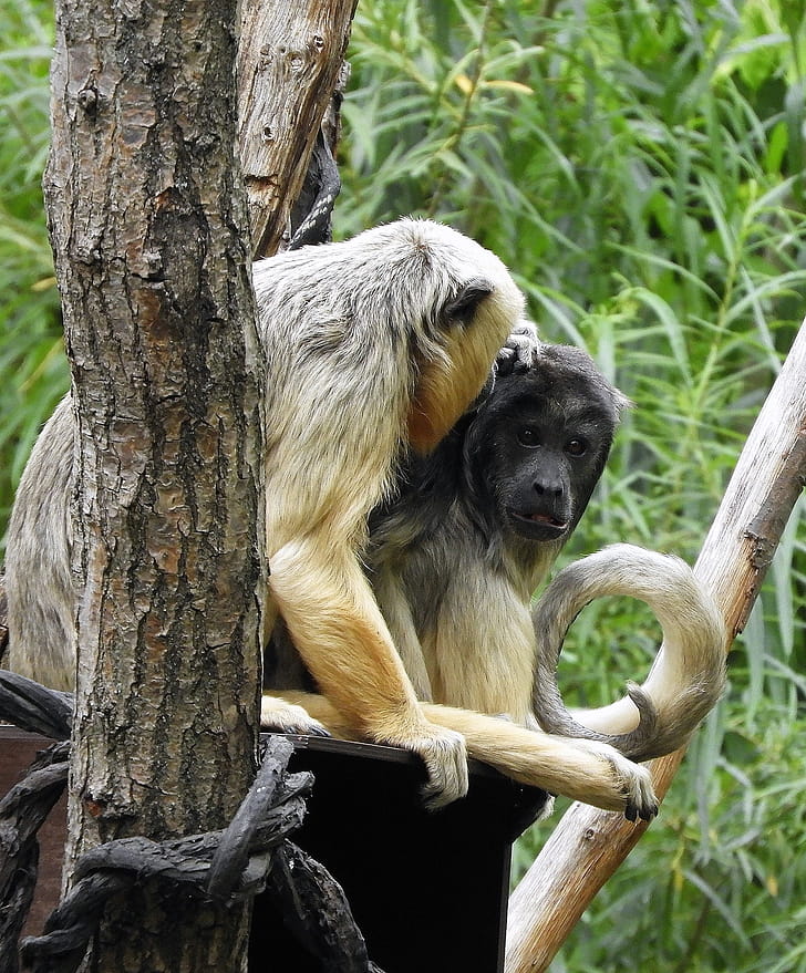 Couple, Howler Monkey phone wallpaper