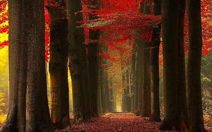 Trunks, Maple Tree wallpaper
