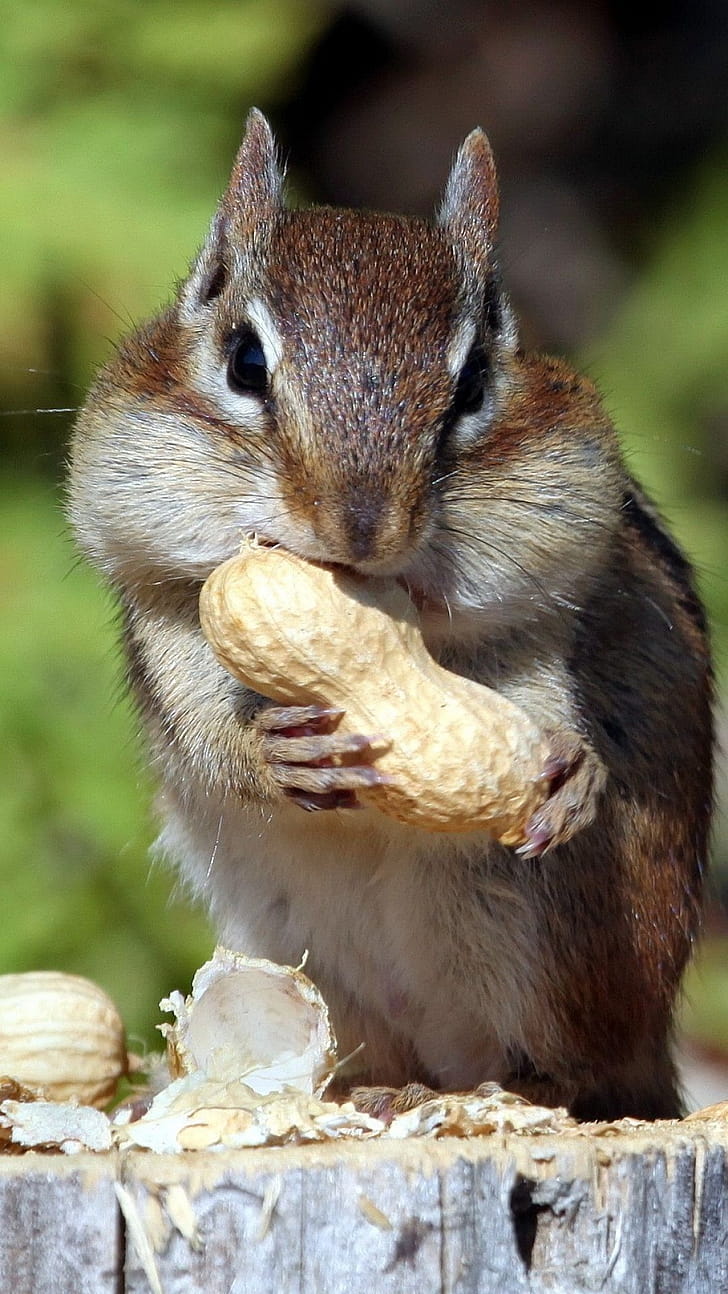 Chipmunk, Animals, , Squirrel phone wallpaper