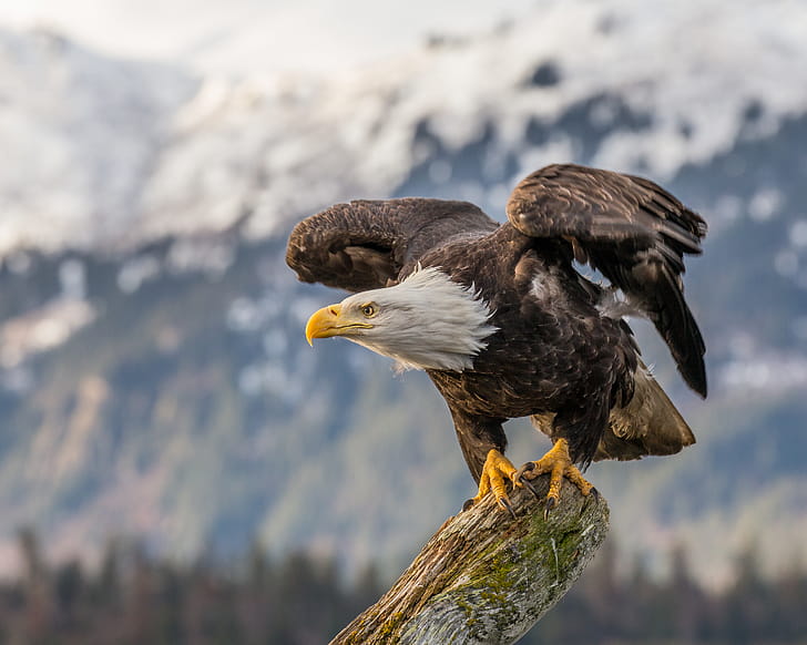 Bald Eagle , bald-eagle, hawk, birds, predator, eagle wallpaper