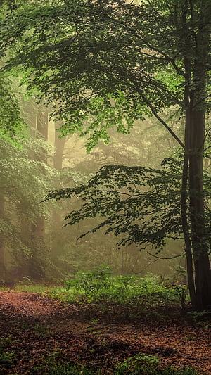 path, tree, nature, forest phone wallpaper
