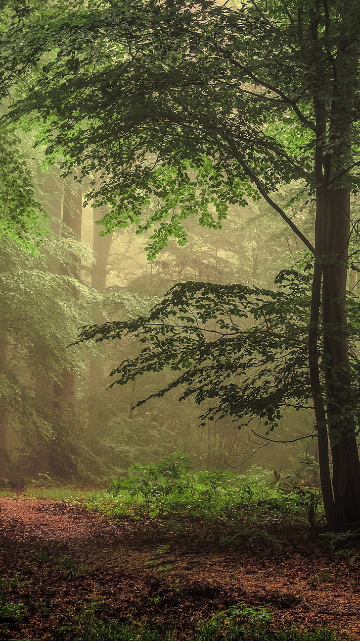 path, tree, nature, forest phone wallpaper