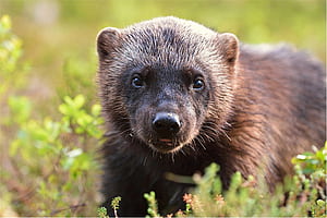 Wolverines return, Seattle first time, More than 100, Wolverines return wallpaper