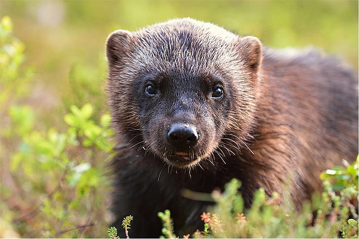 Wolverines return, Seattle first time, More than 100, Wolverines return wallpaper