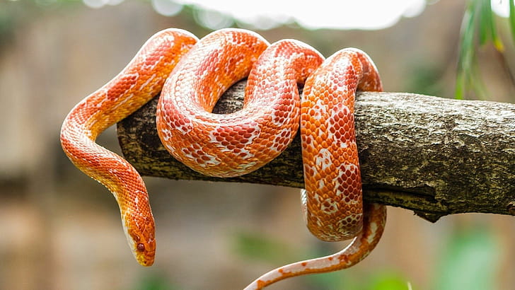 Corn snake, Snakes wallpaper
