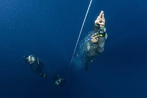 Ascending, diving wallpaper