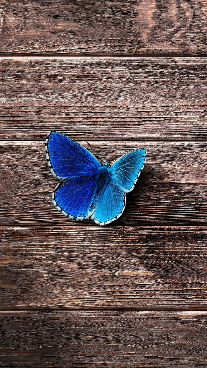 Morpho, Butterflies phone wallpaper