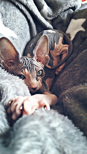 Pointed, Sphynx phone wallpaper