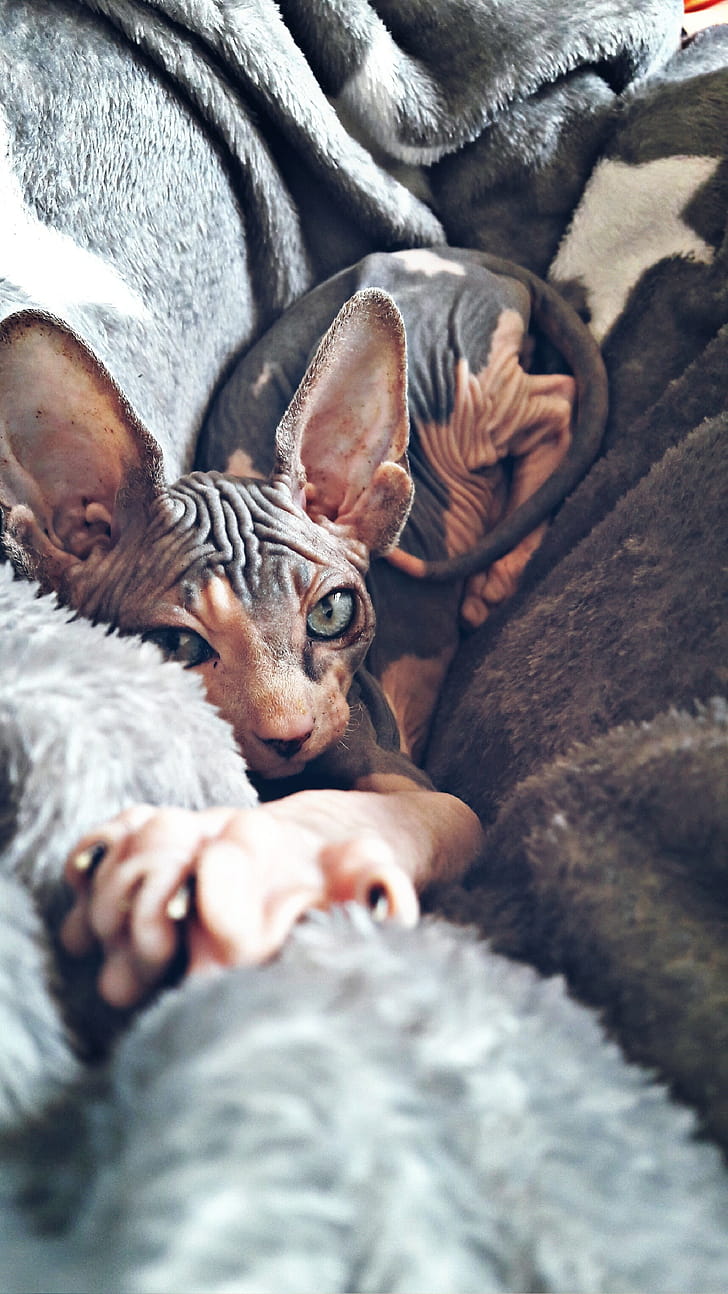 Pointed, Sphynx phone wallpaper