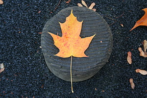 Orange Tree Leaf Fall, leaf, tree, nature wallpaper