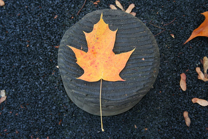 Orange Tree Leaf Fall, leaf, tree, nature wallpaper