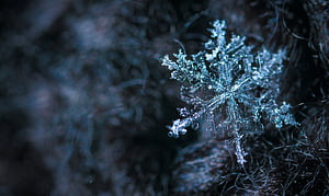 Snowflake, snowflake, macro wallpaper