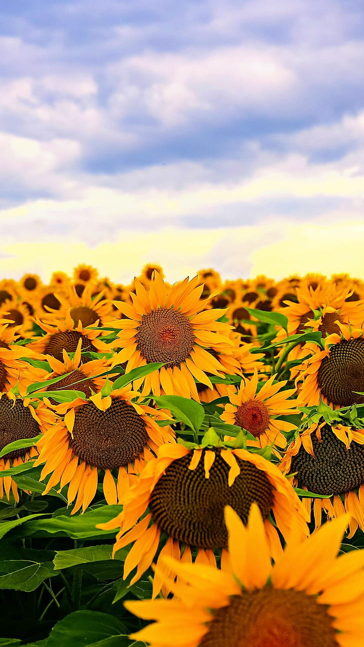 Sunflower , phone wallpaper