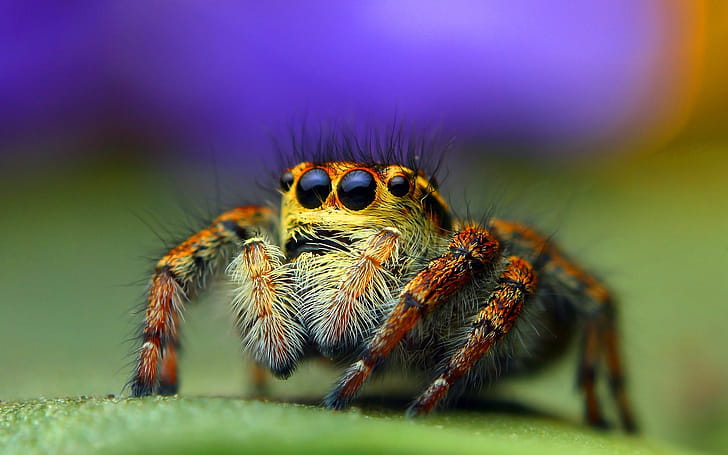 Spider, Insects wallpaper