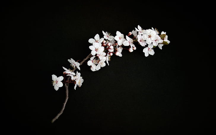 cherry blossom wallpaper