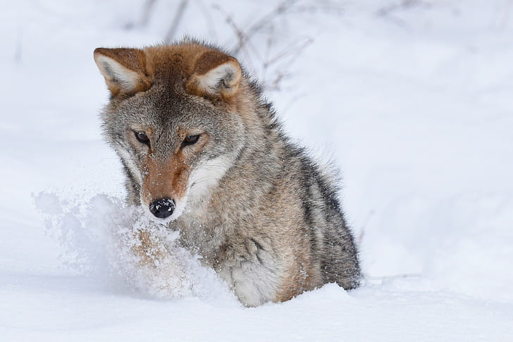 Coyote , Captivating wallpaper