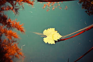 Leaf , leaf, nature wallpaper