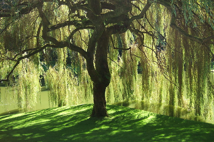 Weeping, Willow Tree wallpaper