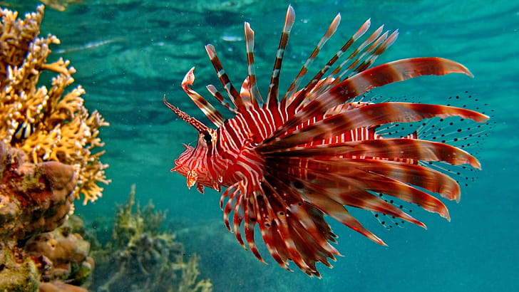 Red lionfish, Fish wallpaper